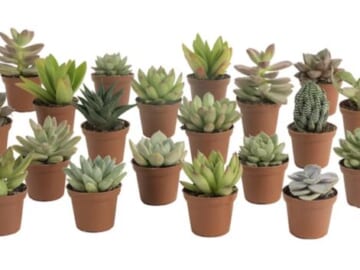 Costa Farms 20-Pack Succulents