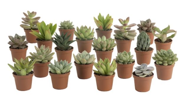 Costa Farms 20-Pack Succulents