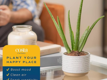 Costa Farms Aloe Vera, 10-12 Inches Tall $15.74 (Reg. $21)