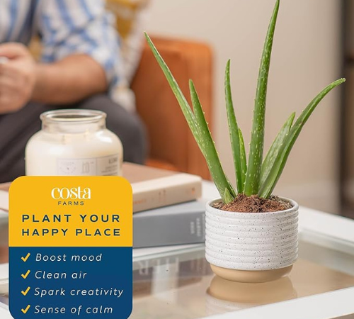 Costa Farms Aloe Vera, 10-12 Inches Tall $15.74 (Reg. $21)