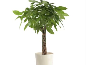 House Plants at Lowe's: Up to 50% off + free shipping w/ $45
