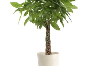 Costa Farms House Plants at Lowe's: Up to 60% off + free shipping w/ $45