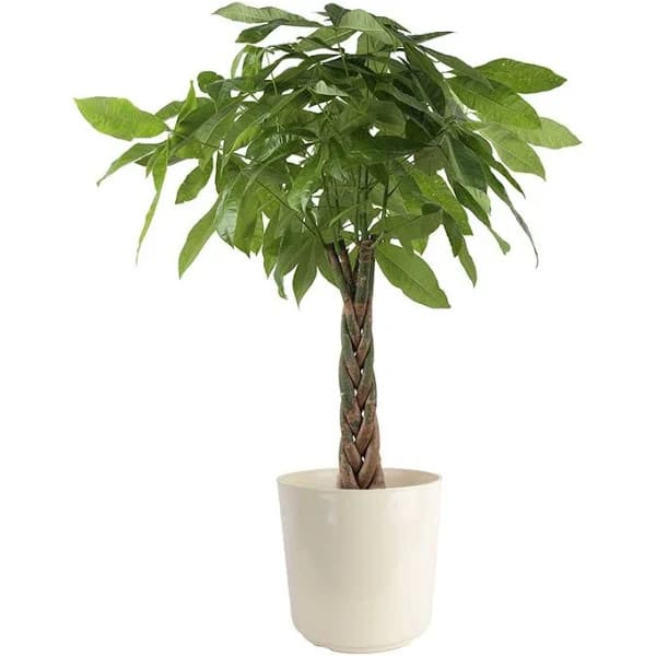 Costa Farms House Plants at Lowe's: Up to 60% off + free shipping w/ $45