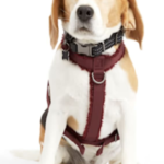 Petco Clearance Event: up to 50% off + up to an extra 20% off + pickup