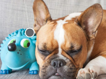 Outward Hound Tootiez Hedgehog Grunting Latex Rubber Dog Toy $6 (Reg. $11)