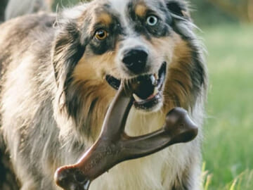 Benebone Wishbone Durable Dog Chew Toy for Aggressive Chewers, Medium, Real Bacon as low as $8.41 Shipped Free (Reg. $13.45)