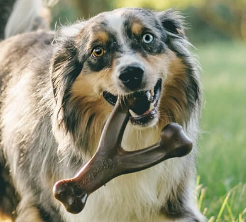 Benebone Wishbone Durable Dog Chew Toy for Aggressive Chewers, Medium, Real Bacon as low as $8.41 Shipped Free (Reg. $13.45)