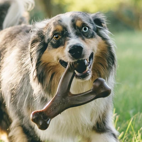 Benebone Wishbone Durable Dog Chew Toy for Aggressive Chewers, Medium, Real Bacon as low as $8.41 Shipped Free (Reg. $13.45)