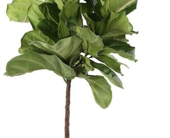 House Plants at Lowe's: Up to 50% off + free shipping w/ $45