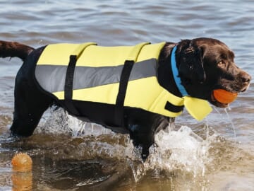 Amazon Basics Dog Adjustable Life Jacket, Yellow, Small $6.87 (Reg. $11.51) – With Reflective Strips