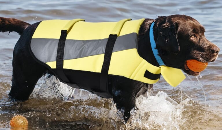 Amazon Basics Dog Adjustable Life Jacket, Yellow, Small $6.87 (Reg. $11.51) – With Reflective Strips