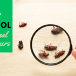 DIY Pest Control for Frugal Homeowners
