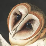 John J. Audubon Prints: Free