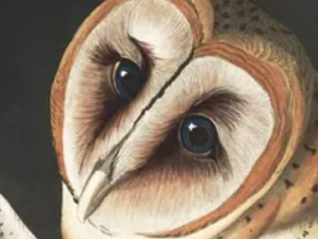 John J. Audubon Prints: Free