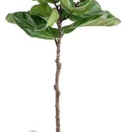 House Plants at Lowe's: Up to 55% off + free shipping w/ $45