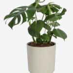 Costa Farms Monstera House Plant