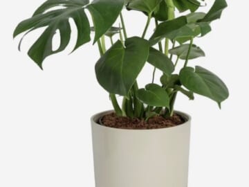 Costa Farms Monstera House Plant