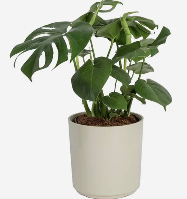 Costa Farms Monstera House Plant