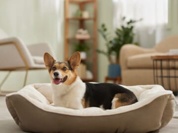 Pet Supplies at Chewy: Extra 30% off for new customers