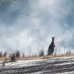 Budget-Friendly Road Trip Planning in Australia