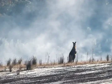 Budget-Friendly Road Trip Planning in Australia