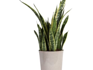 Costa Farms Snake Plant House Plant for $31 + free shipping w/ $45