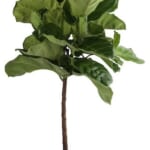 Plants, Bulbs & Seeds Sale at Lowe's: Up to 50% off + free shipping w/ $45