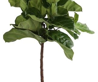 Plants, Bulbs & Seeds Sale at Lowe's: Up to 50% off + free shipping w/ $45