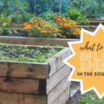 12 Things to Plant in Late Spring in the Southeast