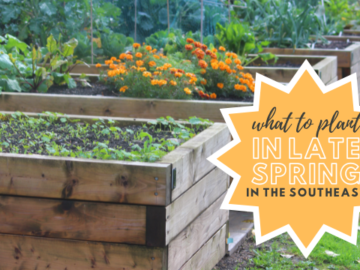 12 Things to Plant in Late Spring in the Southeast