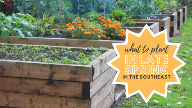 12 Things to Plant in Late Spring in the Southeast