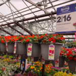 Lowe’s: Hanging Flower Baskets only $8 each!
