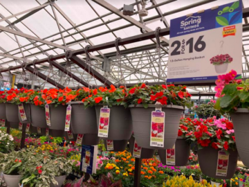 Lowe’s: Hanging Flower Baskets only $8 each!